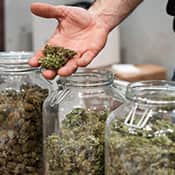 A budtender removes cannabis flower from a jar to display to a customer.